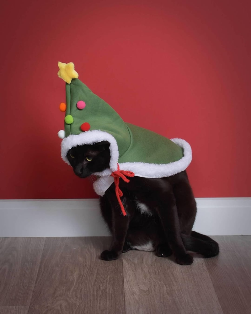 Cheezburger Image 10608001280