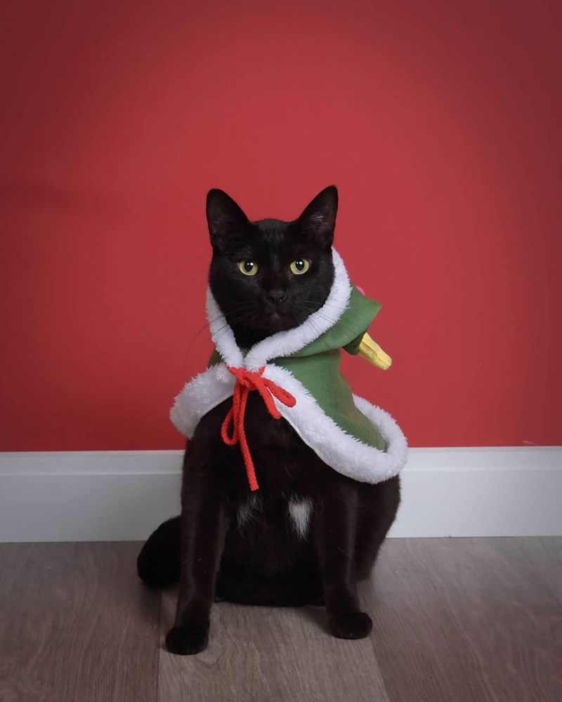 Cheezburger Image 10608001536