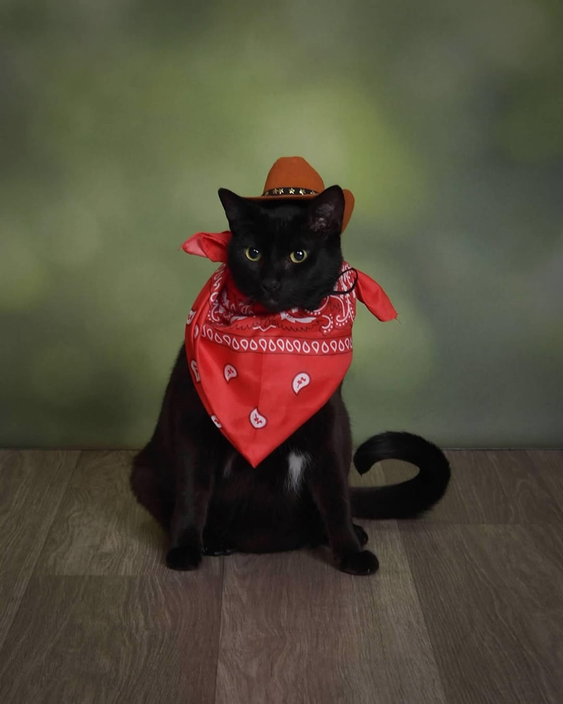 Cheezburger Image 10608001792