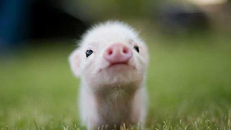 Cheezburger Image 10608008448