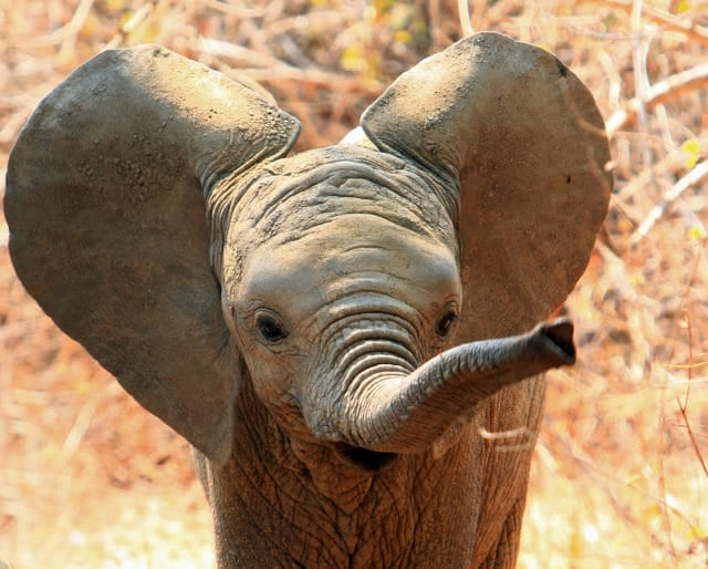 Cheezburger Image 10608011008