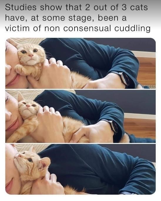 Studies show that 2 out of 3 cats have, at some stage, been a victim of non consensual cuddling