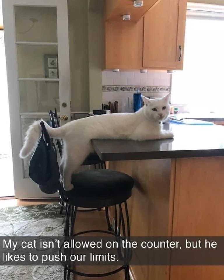 My cat isn't allowed on the counter, but he likes to push our limits.