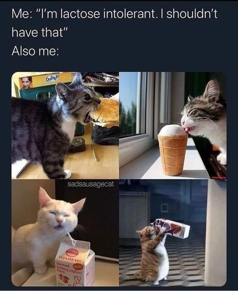 Me: "I'm lactose intolerant. I shouldn't have that" Also me: Quibble sadsausagecat Denmark NEW Drinking yoghurt Poch D