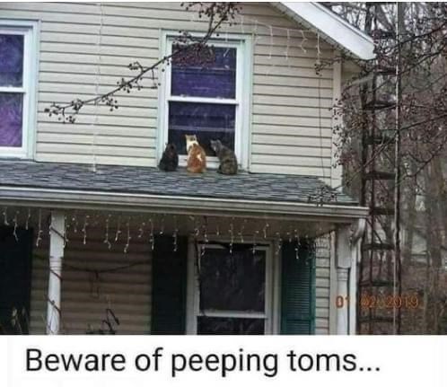 282019 Beware of peeping toms...