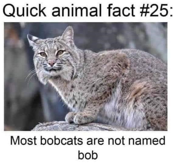Quick animal fact #25: Most bobcats are not named bob