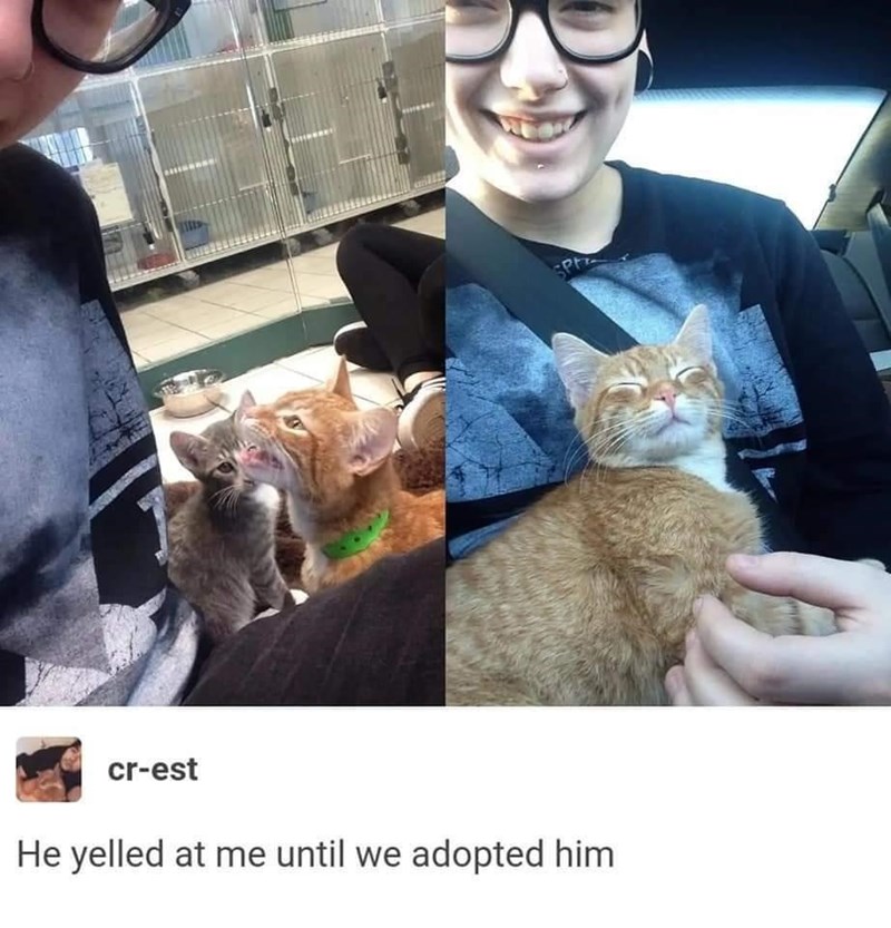 cr-est He yelled at me until we adopted him SPH