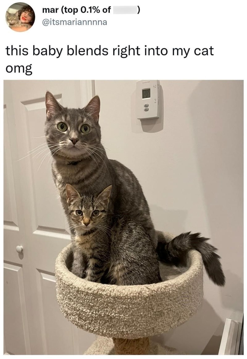 mar (top 0.1% of ) @itsmariannnna this baby blends right into my cat omg 39