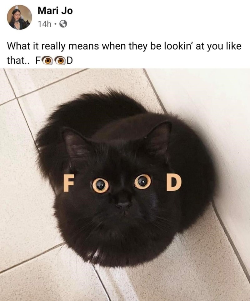 Mari Jo 14h⚫ → What it really means when they be lookin' at you like that.. FOOD FOOD