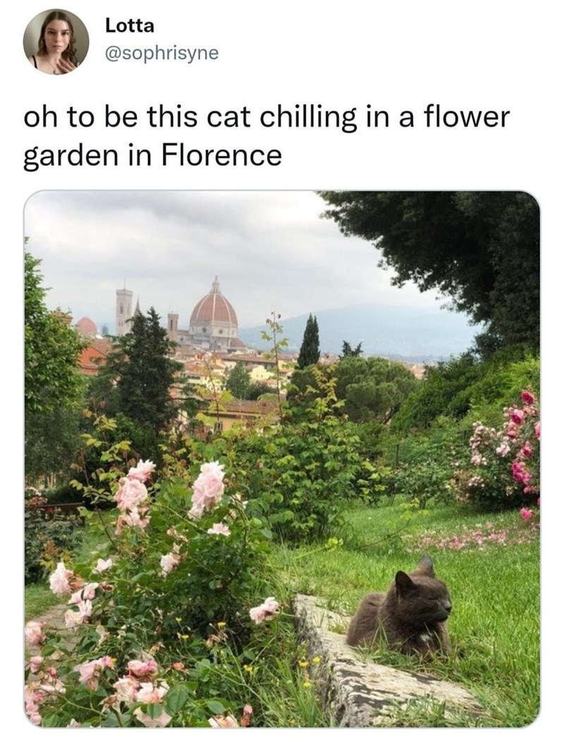 Lotta @sophrisyne oh to be this cat chilling in a flower garden in Florence