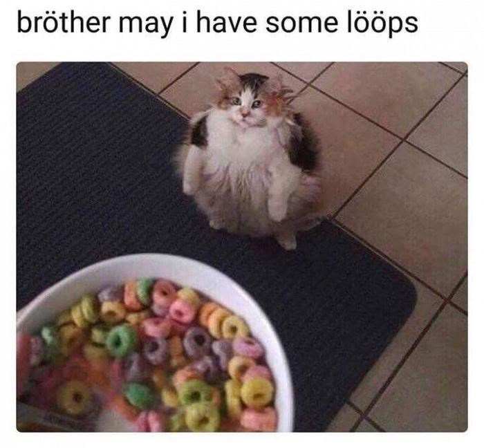 bröther may i have some lööps