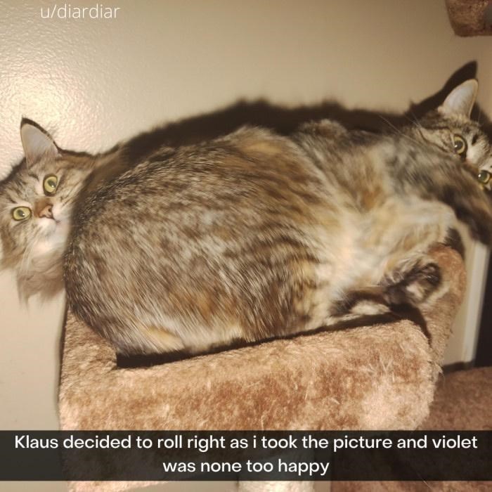 u/diardiar Klaus decided to roll right as i took the picture and violet was none too happy