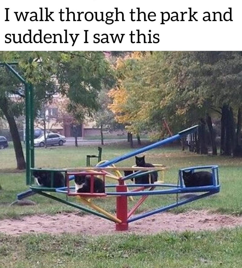 I walk through the park and suddenly I saw this