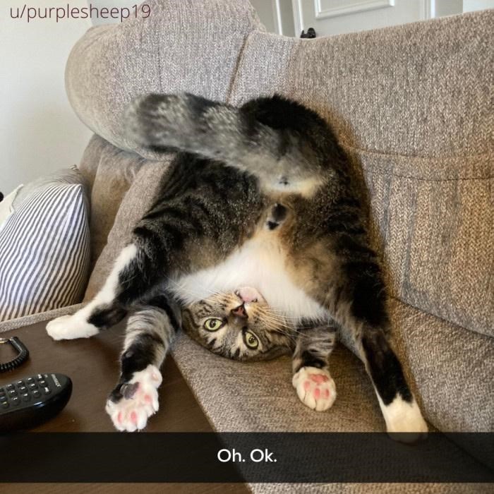 u/purplesheep19 Oh. Ok.