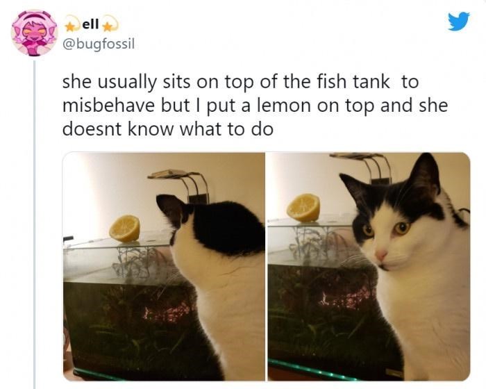 e ell @bugfossil she usually sits on top of the fish tank to misbehave but I put a lemon on top and she doesnt know what to do