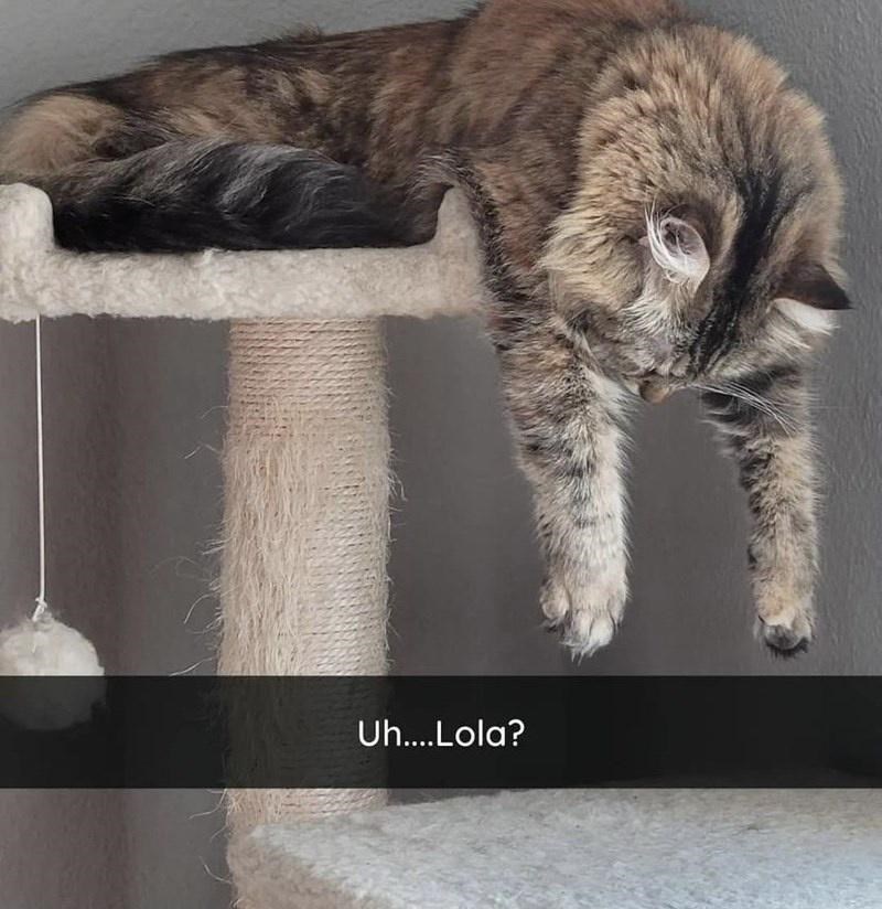 Uh....Lola?