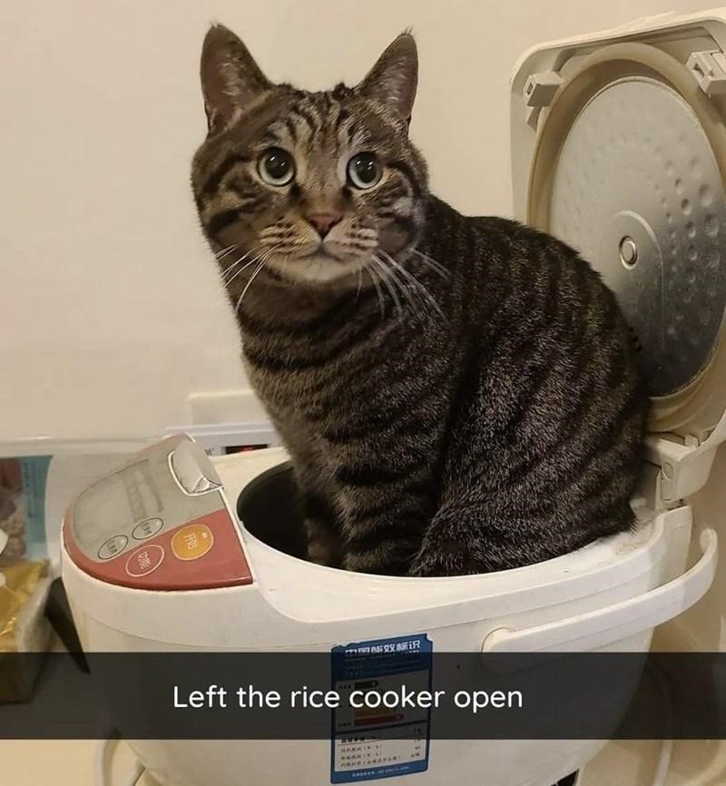 开始: Left the rice cooker open