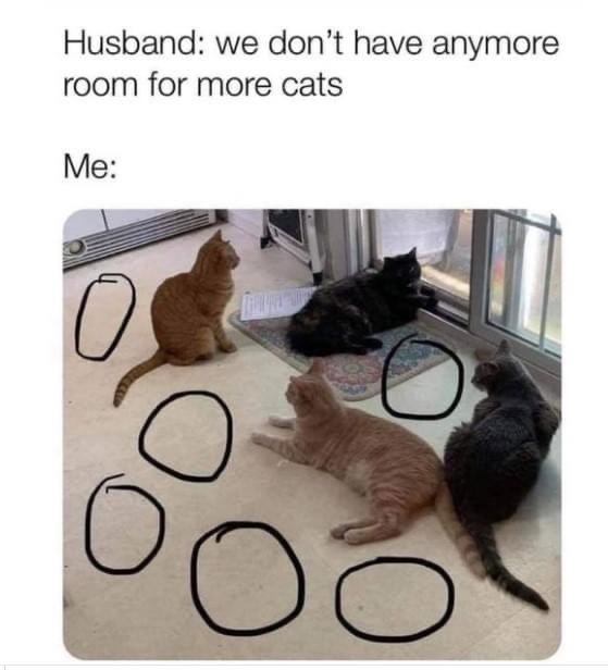 Husband: we don't have anymore room for more cats Me: О