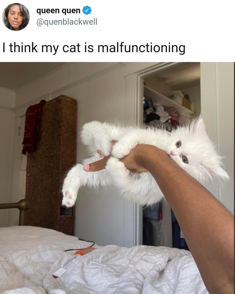 queen quen @quenblackwell I think my cat is malfunctioning