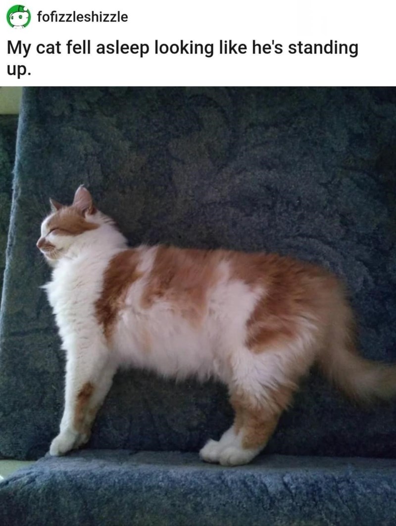 fofizzleshizzle My cat fell asleep looking like he's standing up.