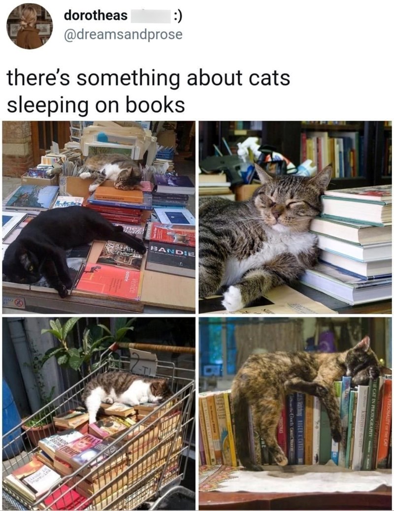 dorotheas :) @dreamsandprose there's something about cats sleeping on books Venez BANDIE Con the Couch C Cats Watching ROGER ACARAS