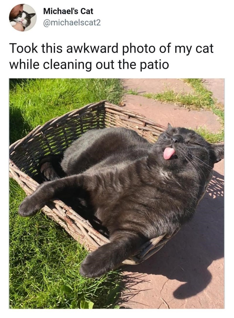 Michael's Cat @michaelscat2 Took this awkward photo of my cat while cleaning out the patio