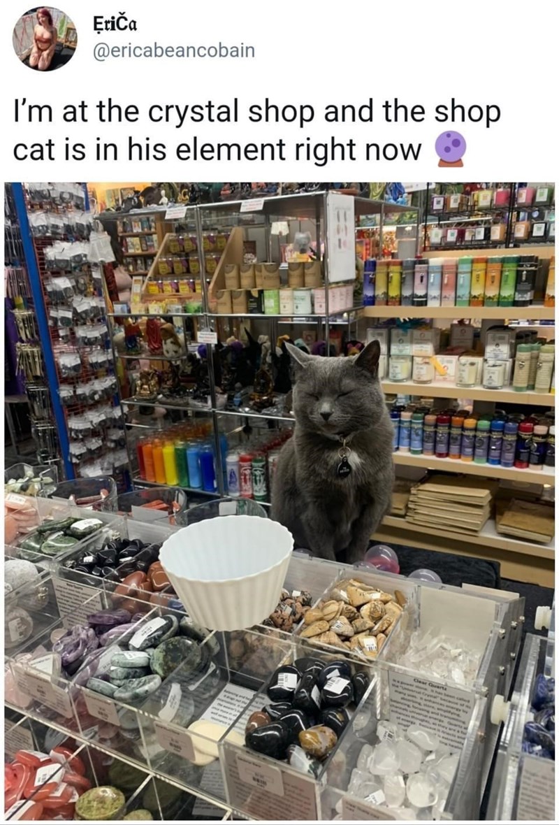 Eriča @ericabeancobain I'm at the crystal shop and the shop cat is in his element right now Clear Quarts power one has been called