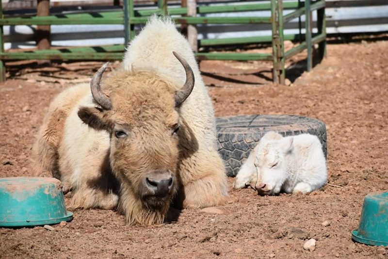 Cheezburger Image 10608039168