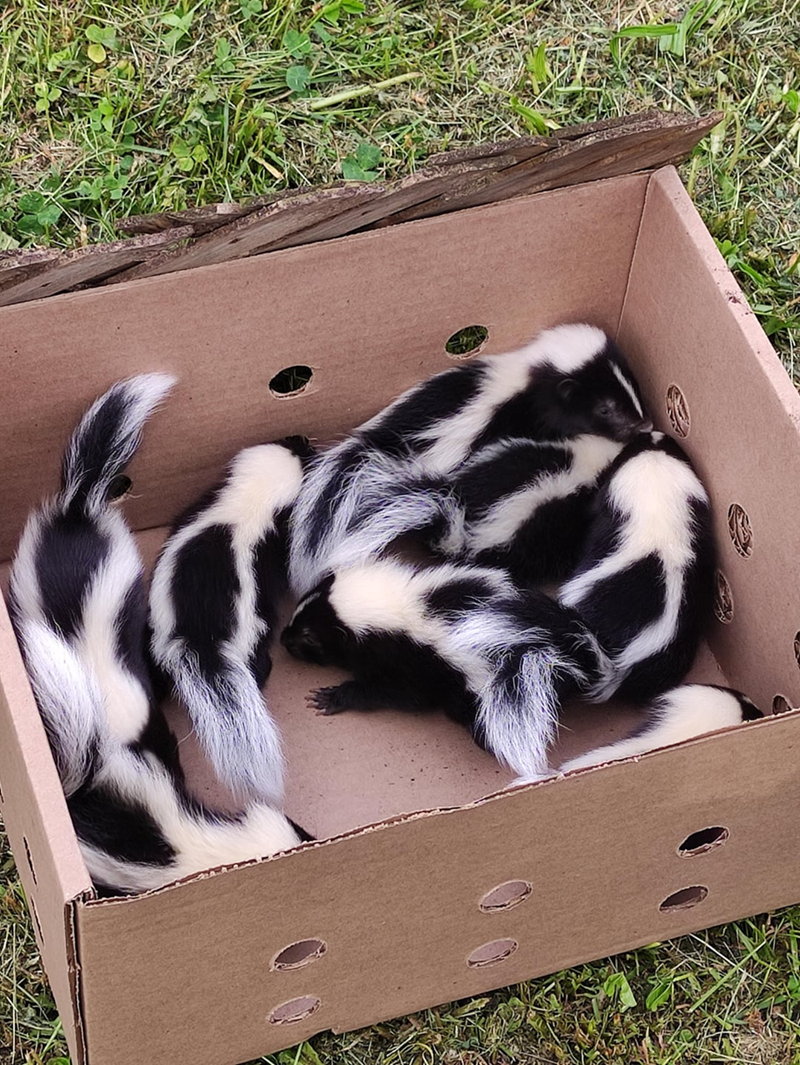 Cheezburger Image 10608041984