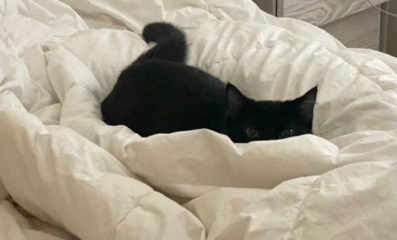 Cheezburger Image 10608042752