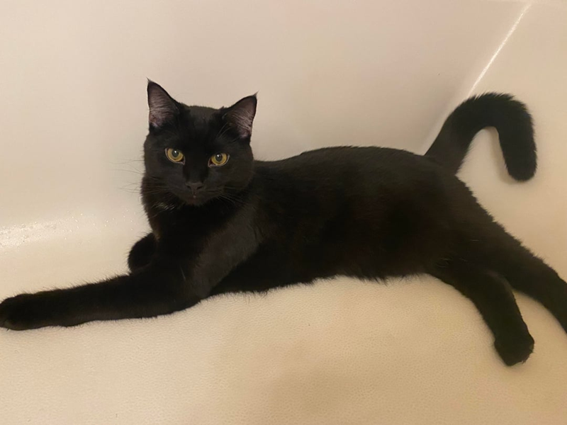 Cheezburger Image 10608043776