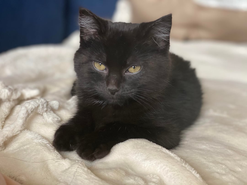 Cheezburger Image 10608044800