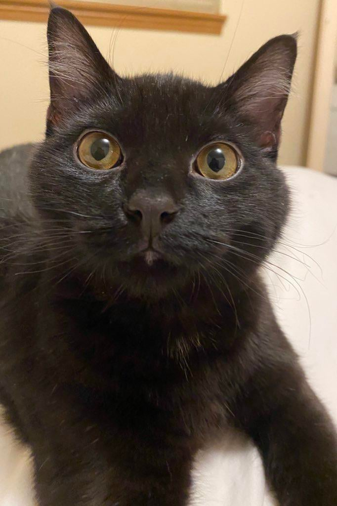 Cheezburger Image 10608045312