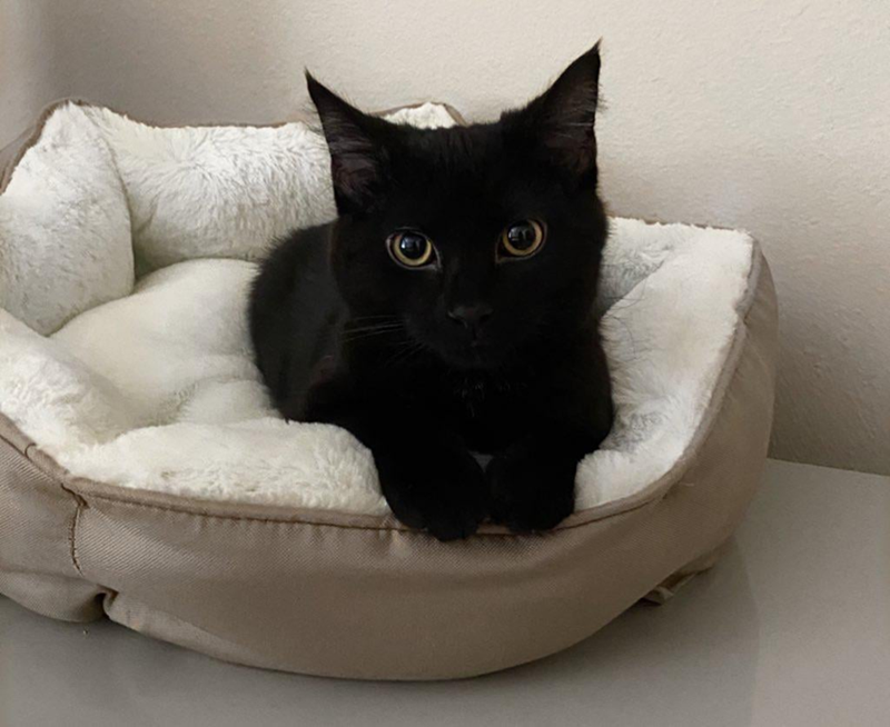 Cheezburger Image 10608047104