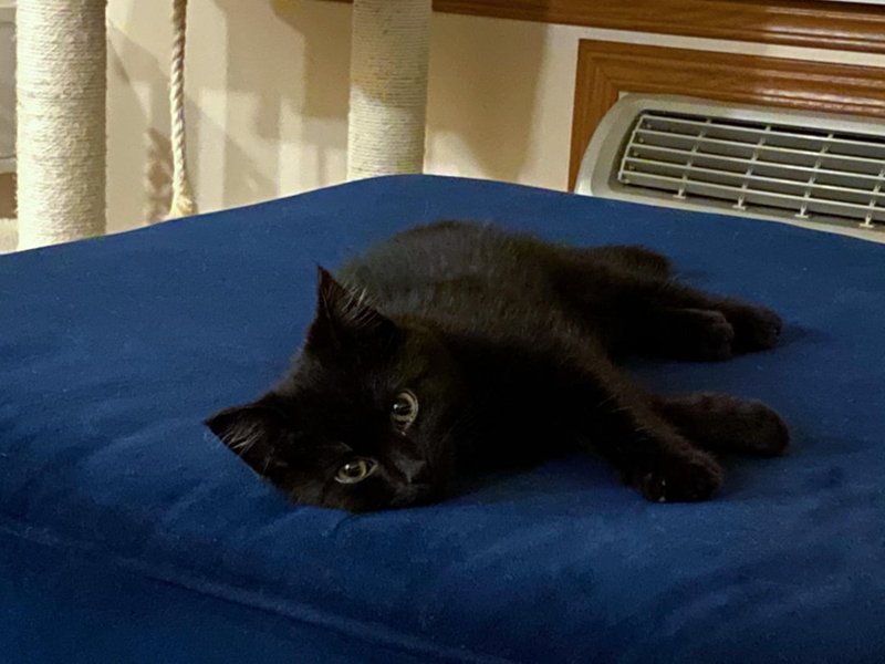 Cheezburger Image 10608049664