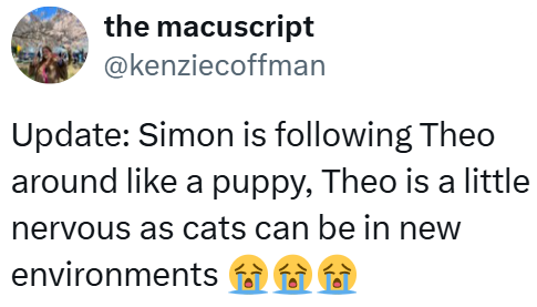 the macuscript @kenziecoffman Update: Simon is following Theo around like a puppy, Theo is a little nervous as cats can be in new environments