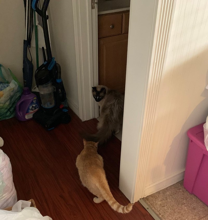 Cheezburger Image 10608055808