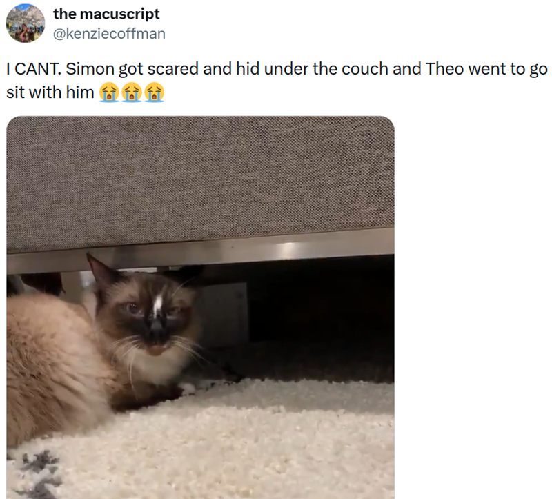 the macuscript @kenziecoffman I CANT. Simon got scared and hid under the couch and Theo went to go sit with him