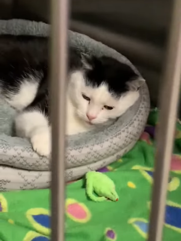 Cheezburger Image 10608059648