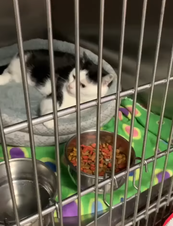 Cheezburger Image 10608059904