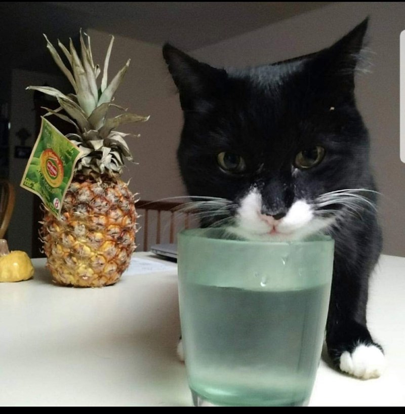 Cheezburger Image 10608067328