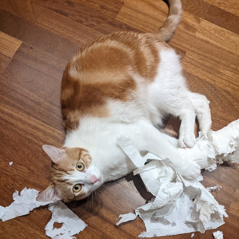 Cheezburger Image 10608075520