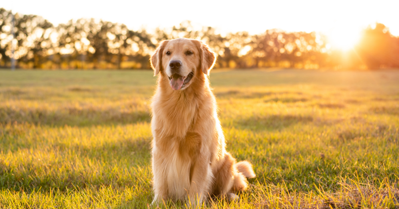 Cheezburger Image 10608089344