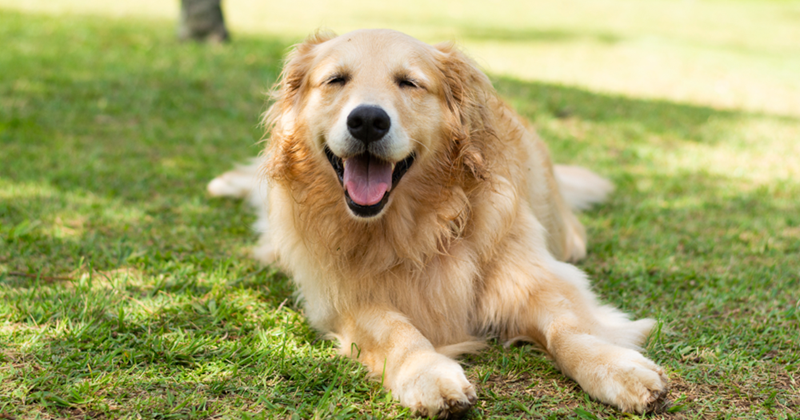 Cheezburger Image 10608089856