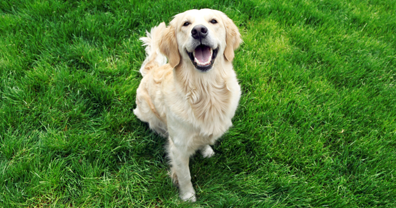 Cheezburger Image 10608090112