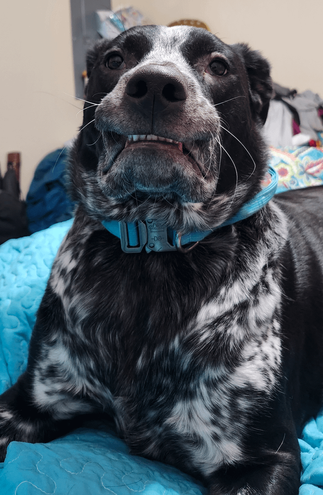 Cheezburger Image 10608092672