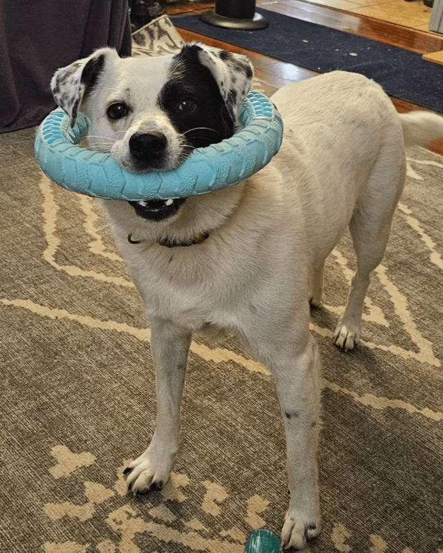 Cheezburger Image 10608094976