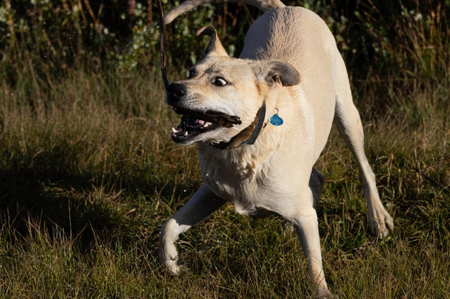 Cheezburger Image 10608095232