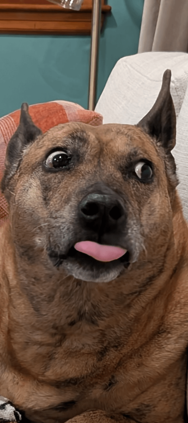 Cheezburger Image 10608096512