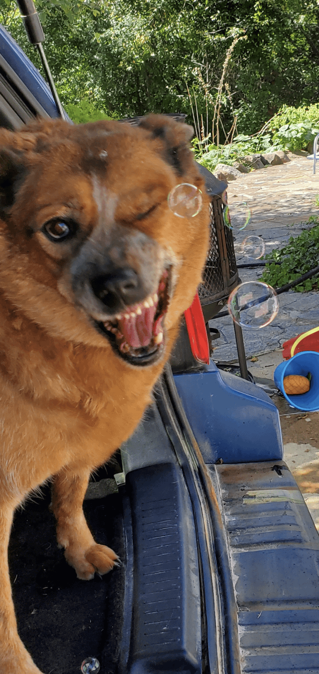 Cheezburger Image 10608097024